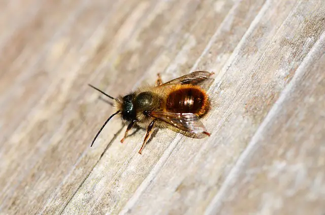 Photo of a Mason Bee