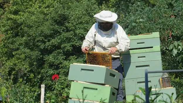 Honey bee beekeeper