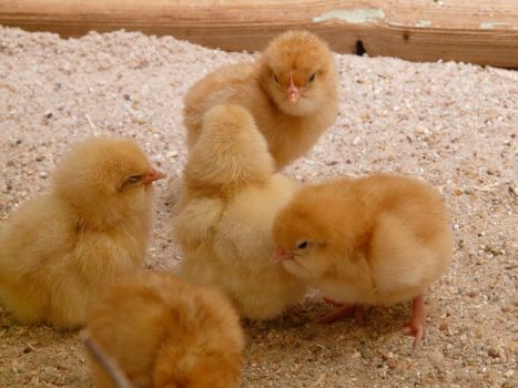 Newly hatched chicken chicks