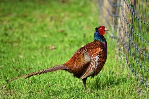 Beautiful male pheasant on the farm at the edge of the fence.