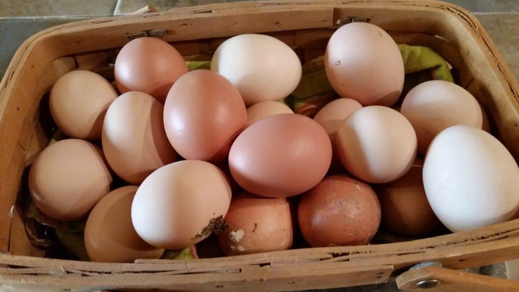 A collection of pasture raised eggs from various breeds, with bloom.