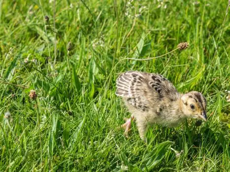 baby pheasant chick in the grass