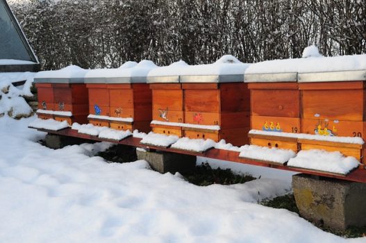 Honey bee hives in winter