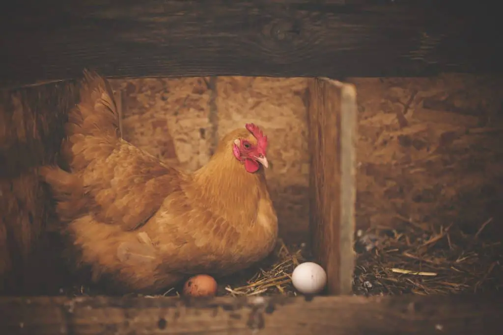 It can be difficult to get eggs from a broody hen.