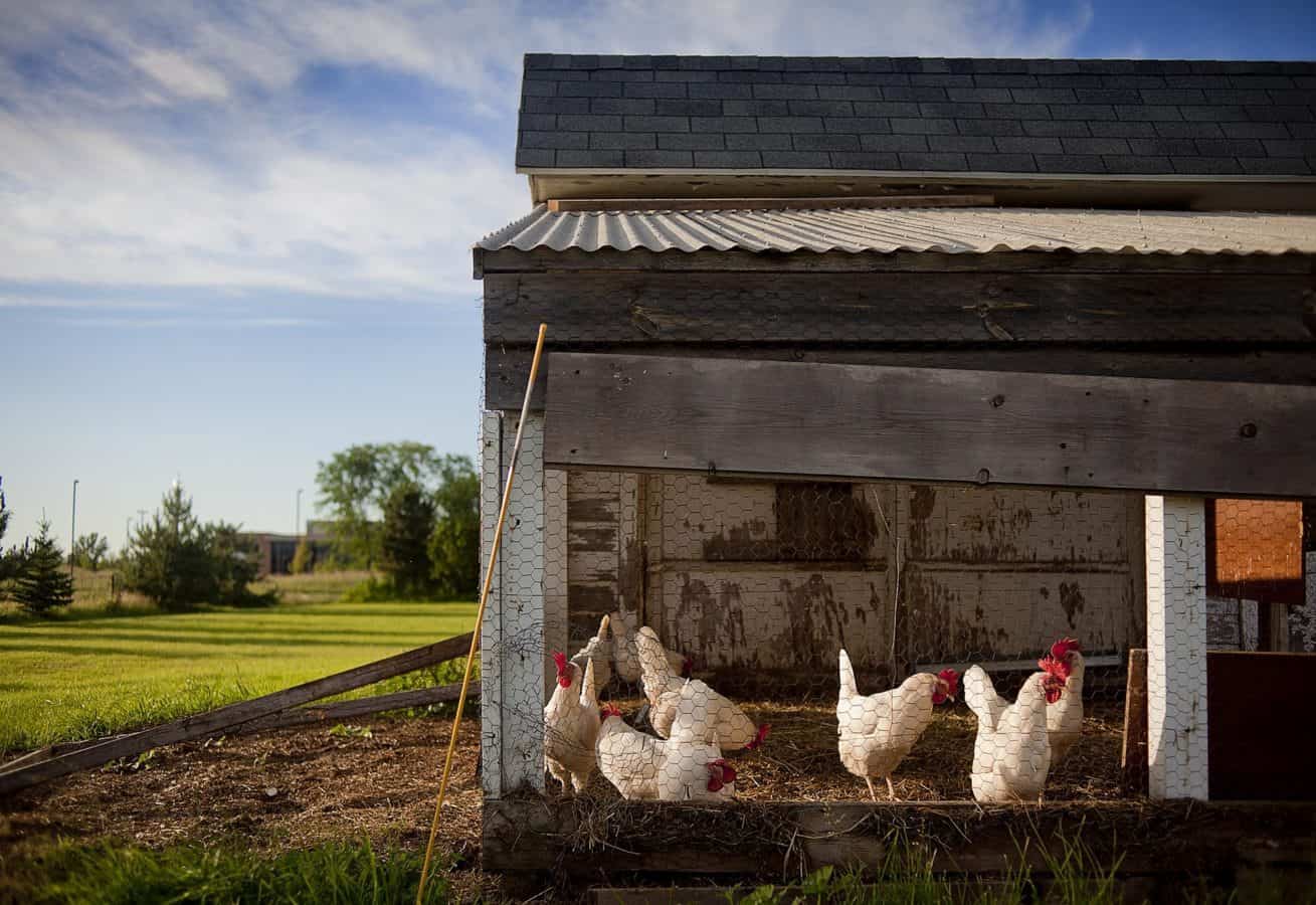 Chicken coop in spring, making preparations for warmer weather