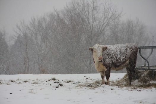 Cow by a feeder in the field in the winter.