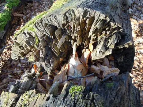 Fallen Rotten Log