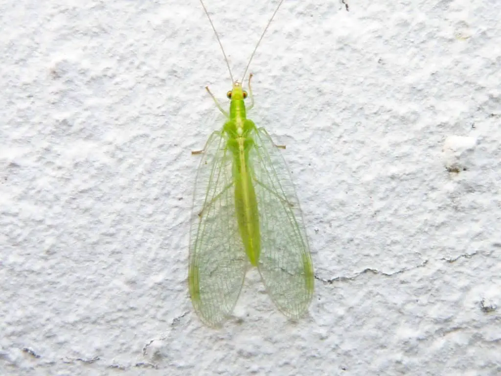 If you find a green lacewing in your garden consider yourself lucky. Green lacewing are an excellent addition to any IPM (Integrated Pest Management) program, providing benefits throughout the growing season.