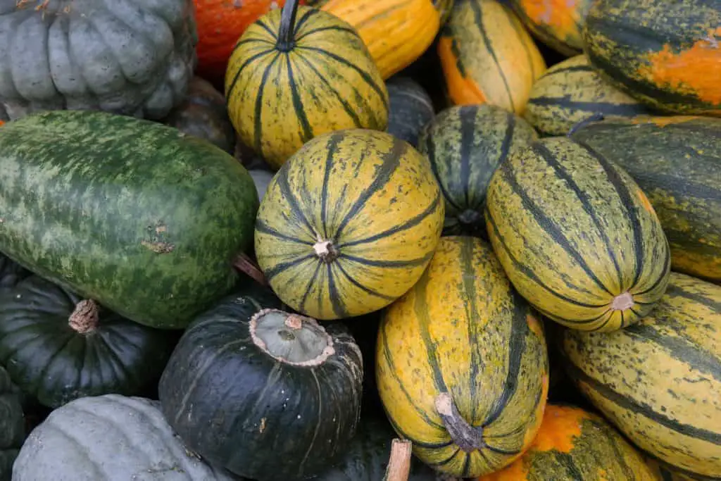 Delicata squash is an excellent source of potassium and dietary fiber, and has magnesium, manganese, and vitamins C and B, but is not as rich in beta-carotene as other winter squash.