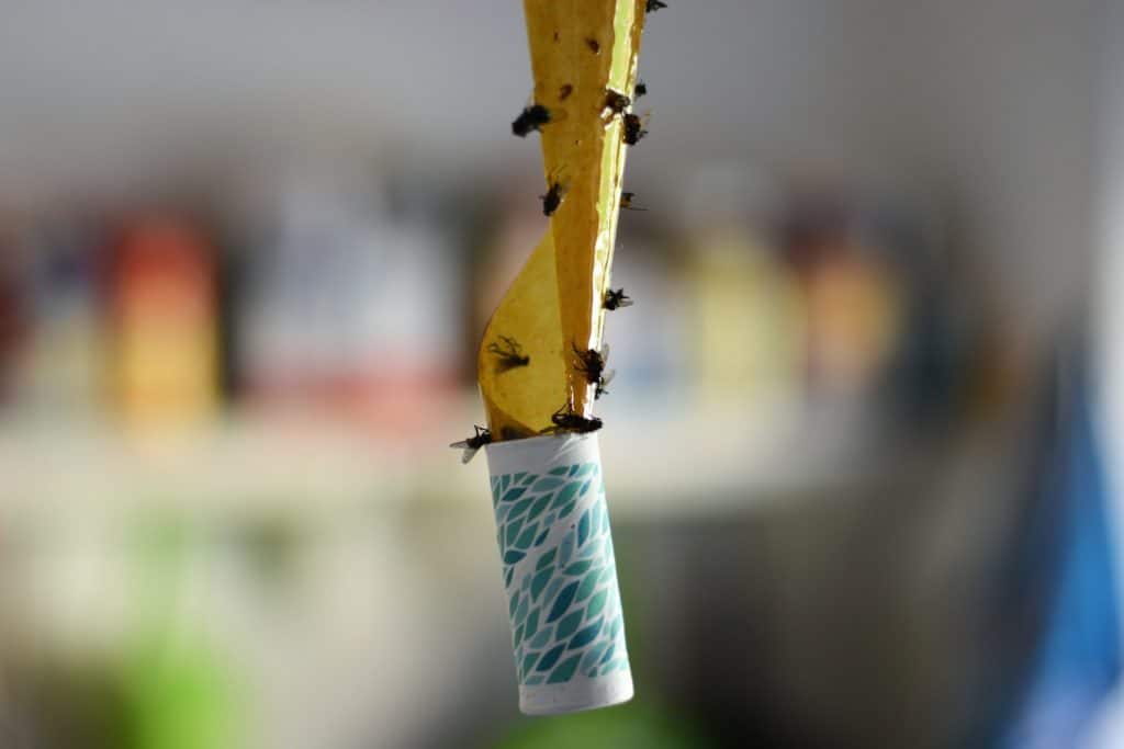 Sticky Traps attract pest insects using a specific color spectrum, or pheromones.