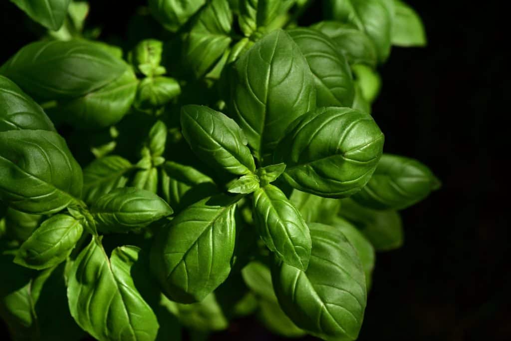 Basil is a fantastic bio-friendly deterrent for many pests such as tomato hornworms, white flies, and aphids.