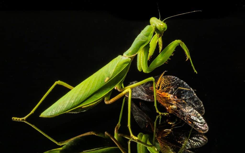 praying mantis, or Mantis Religiosa will feed on garden pests such as crickets, grasshoppers, moths, mosquitoes, flies, or caterpillars.