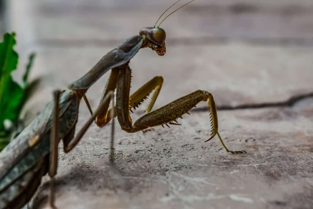 The praying mantis lives on plants, trees and shrubs, and can change color to camouflage itself depending on its habitat.