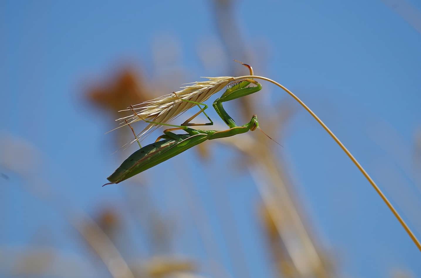 The praying mantis lives on plants, trees and shrubs, and can change color to camouflage itself depending on its habitat.