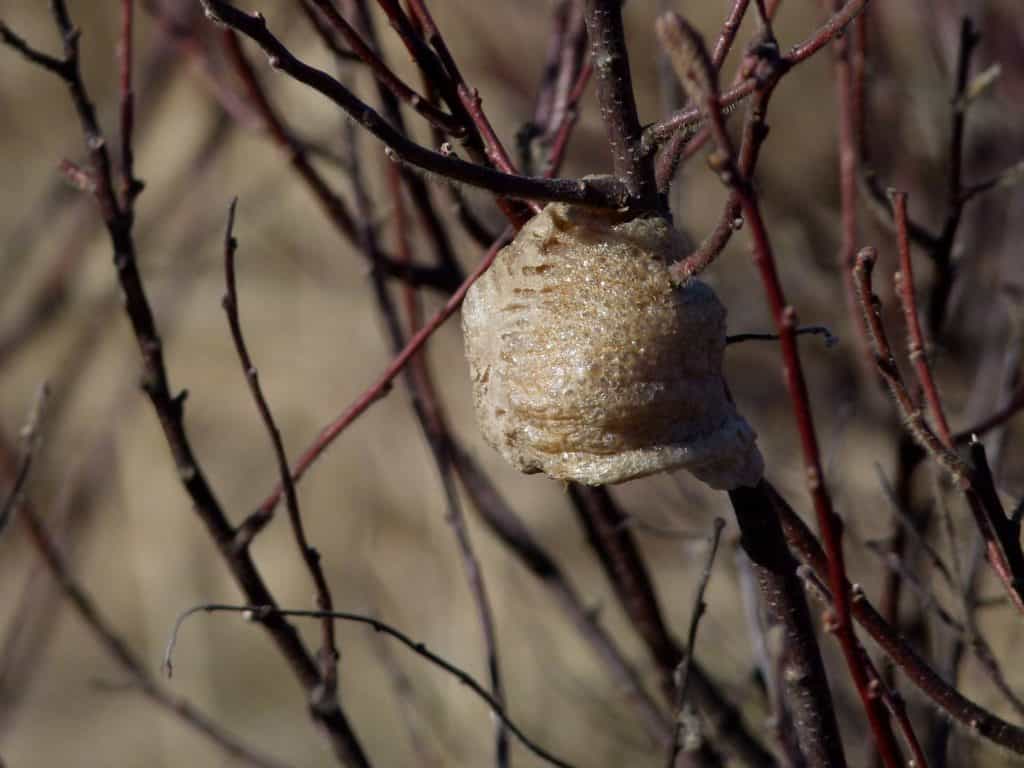 The praying mantis egg sac will lay dormant during the winter, and begin to hatch as soon as temperatures warm up in spring months