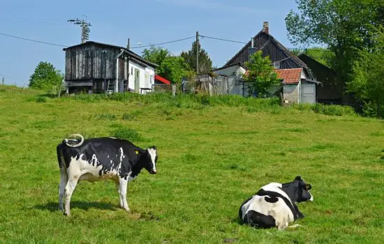 Homestead Holstein Cows in Pasture