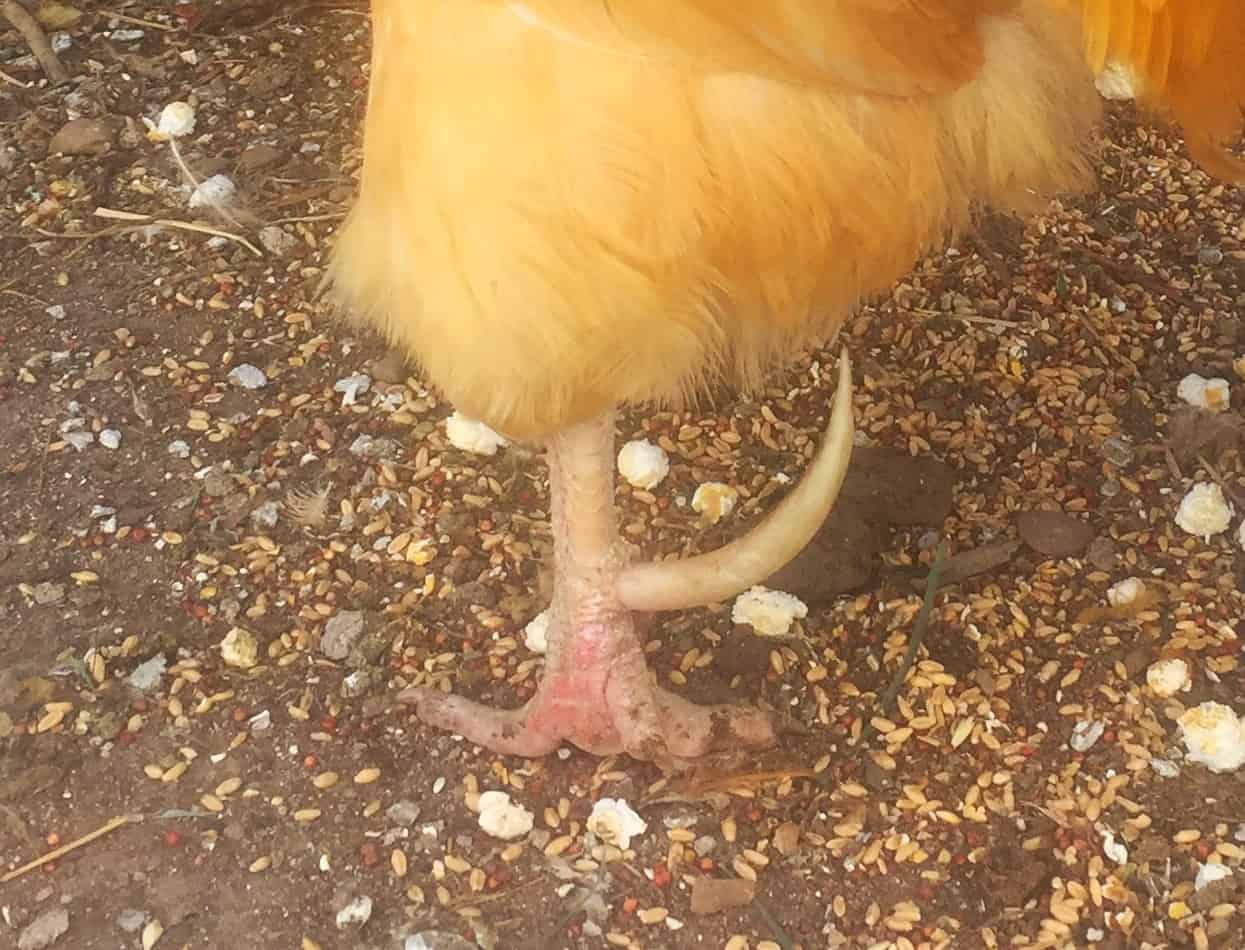 Long spur of buff orpington rooster. Old rooster. He's been through a few fights