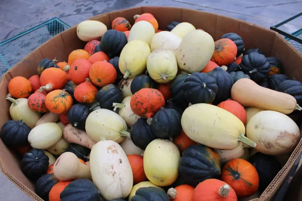 Recent studies have revealed that winter squash aids in the release of sugar inside of our digestive tract after being eaten, and lessens our overall glycemic response to other foods.