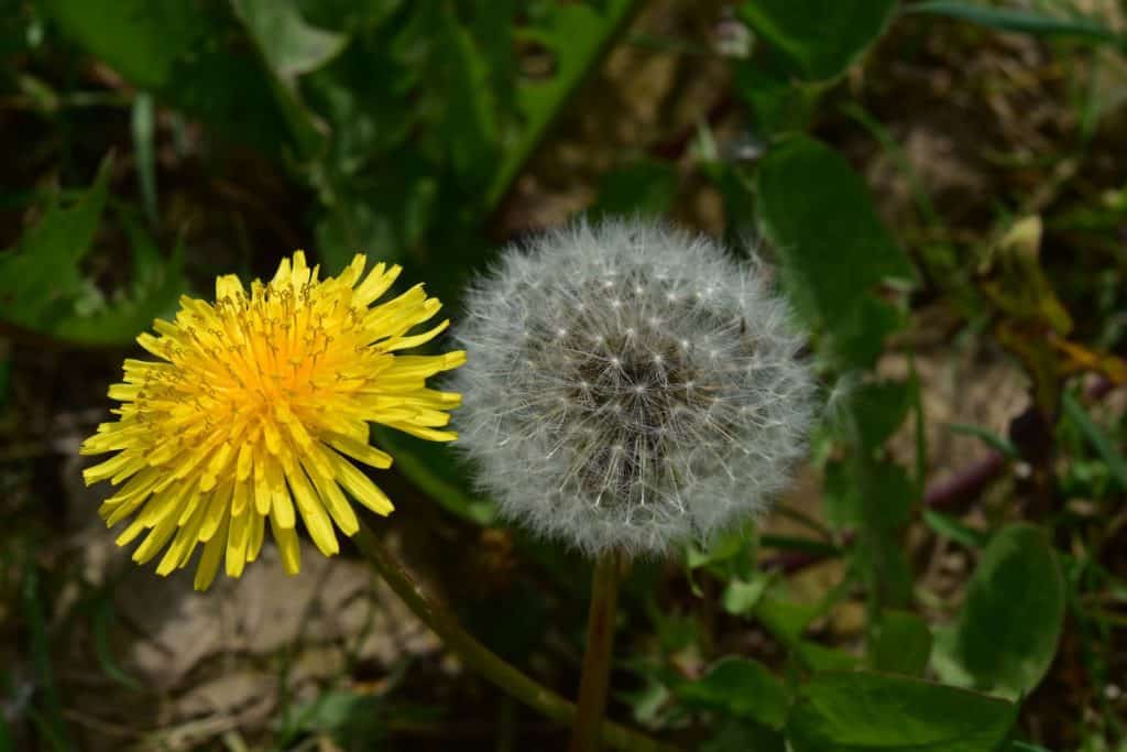 Dandelions are a rich source of vitamins, minerals and it even has antioxidants. For example, one cup of raw dandelion greens contains 112% of your daily required intake of vitamin A and 535% of vitamin K.