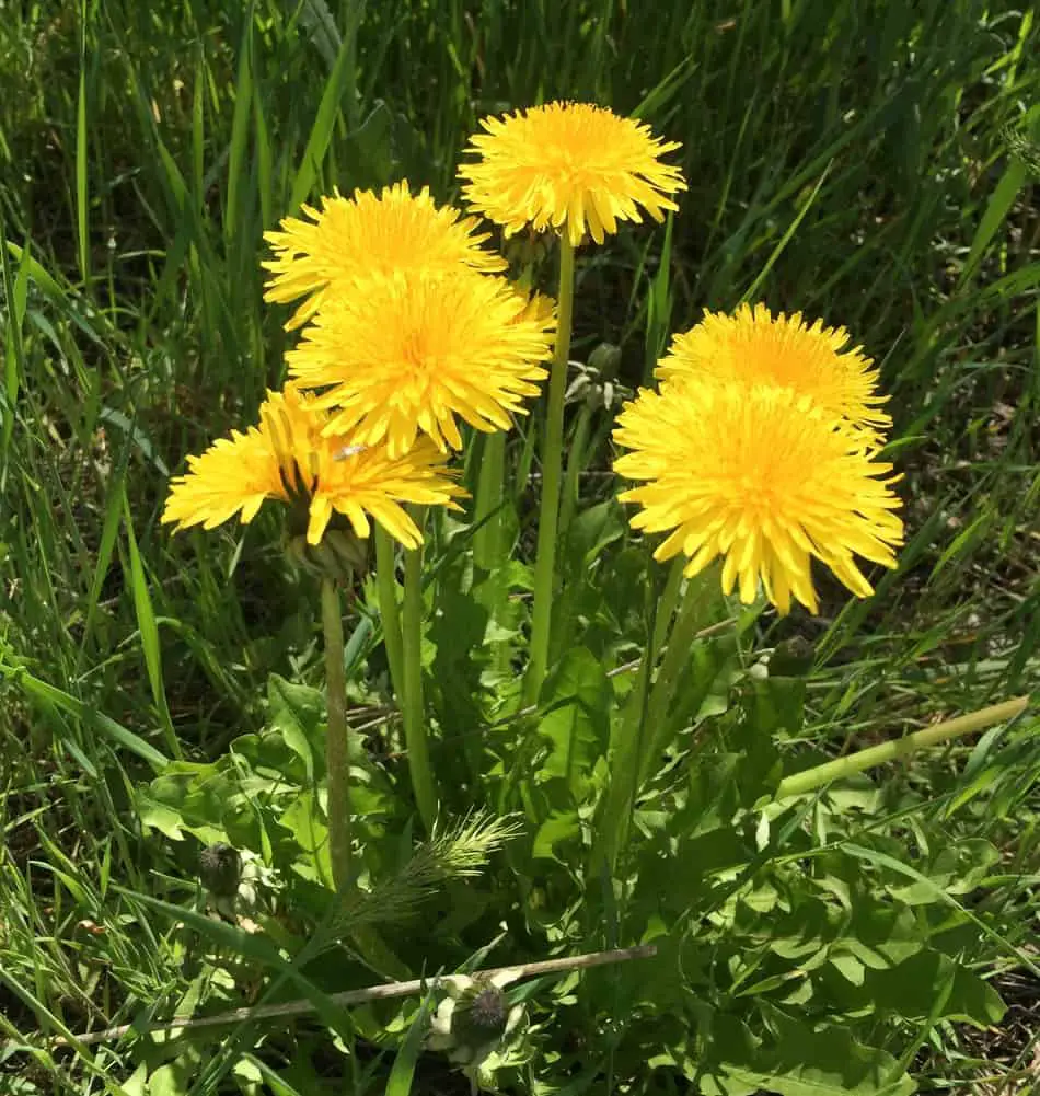 The Dandelion is an herbaceous perennial growing from a thick, unbranching tap root.