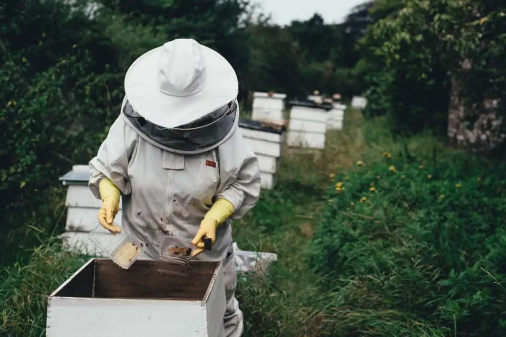 Finding the best beehive location may seem a daunting task. However with a few key considerations, almost everyone can find a good place to put a couple of beehives.