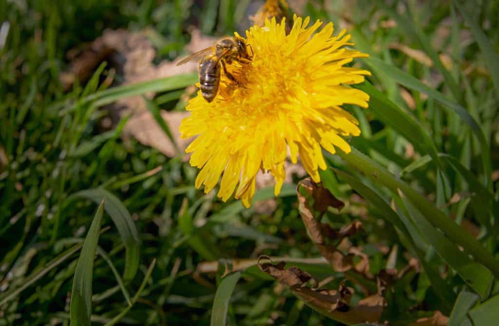 Dandelions attract pollinating insects which helps fruits to ripen.