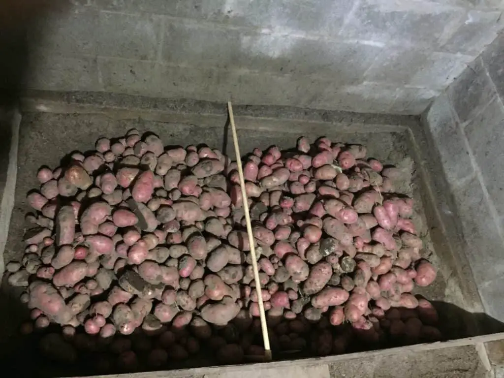 Potato cellar
